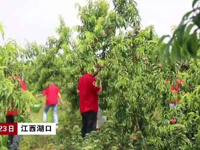 江西九江：桃子熟了  乡村采摘游受追捧