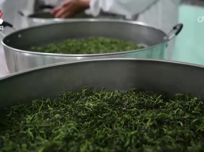 河红茶省级地方种植、加工标准在铅山发布