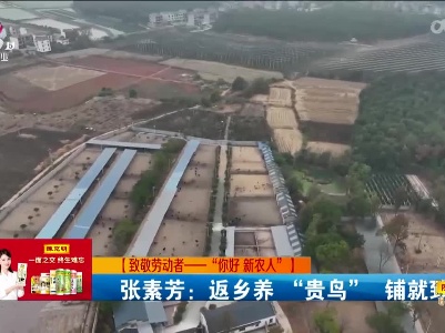 【致敬劳动者——“你好 新农人”】张素芳：返乡养“贵鸟” 铺就致富路