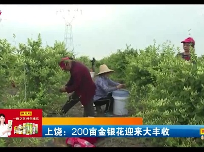 上饶：200亩金银花迎来大丰收