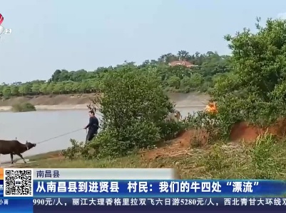 从南昌县到进贤县 村民：我们的牛四处“漂流”
