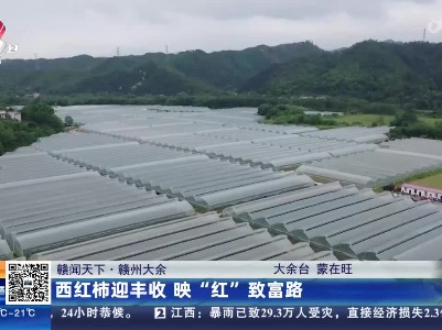 【赣闻天下】赣州大余：西红柿迎丰收 映“红”致富路