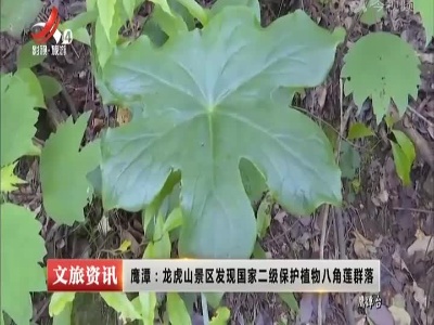 鹰潭：龙虎山景区发现国家二级保护植物八角莲群落