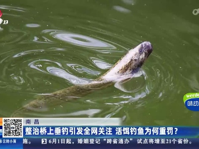南昌：整治桥上垂钓引发全网关注 活饵钓鱼为何重罚？
