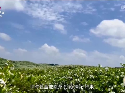 德兴：千亩栀子花开 游客赏花寻芳