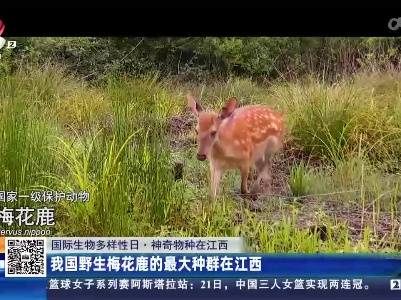 【国际生物多样性日·神奇物种在江西】我国野生梅花鹿的最大种群在江西