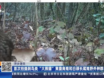萍乡莲花：首次拍摄到鸟类“大熊猫”黄腹角雉和白颈长尾雉野外种群