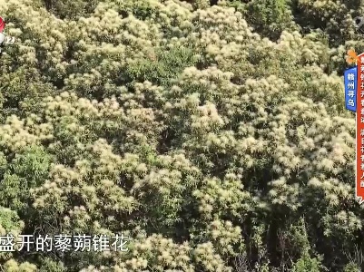 赣州寻乌：黧蒴锥花开春意浓 满目花香惹人醉