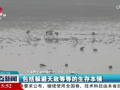 三地“情缘”白鹤牵