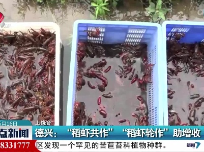 德兴：“稻虾共作” “稻虾轮作”助增收