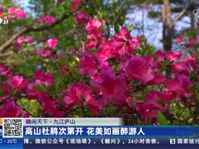 【赣闻天下】九江庐山：高山杜鹃次第开 花美如画醉游人