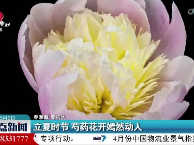 【春意藏 夏初长】立夏时节 芍药花开嫣然动人