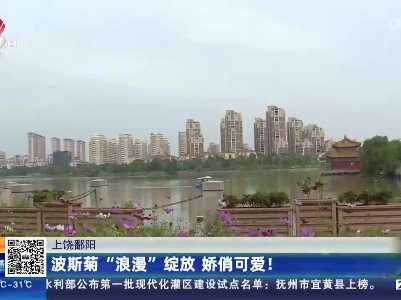 上饶鄱阳：波斯菊“浪漫”绽放 娇俏可爱！
