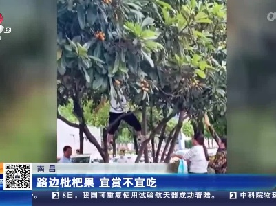 南昌：路边枇杷果 宜赏不宜吃