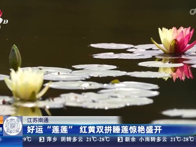江苏南通：好运“莲莲” 红黄双拼睡莲惊艳盛开