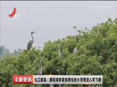 九江都昌：鄱阳湖畔首批孵化的小苍鹭进入学飞期