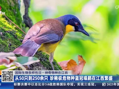 【国际生物多样性日·神奇物种在江西】从50只到250余只 珍稀极危物种蓝冠噪鹛在江西繁盛