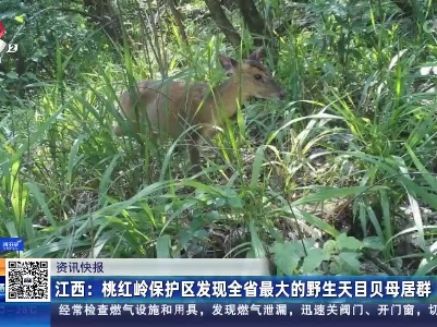 江西：桃红岭保护区发现全省最大的野生天目贝母居群