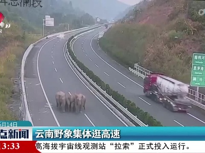 云南野象集体逛高速