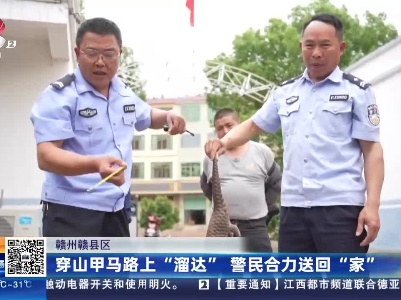 赣州赣县区：穿山甲马路上“溜达” 警民合力送回“家”