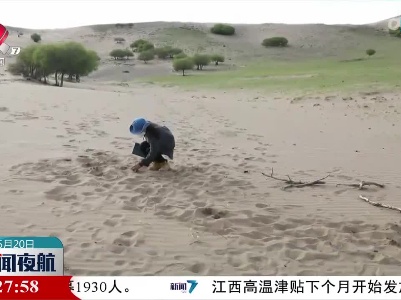 高格斯台罕乌拉国家级自然保护区发现蒙古郁金香