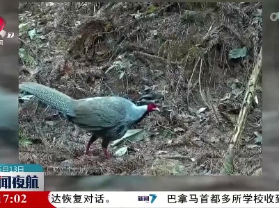 【珍稀动物频现 江西生态独好】丰城：红外相机拍摄到多种珍稀动物影像