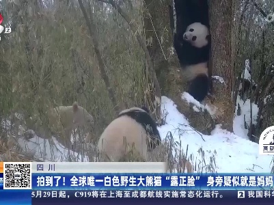 四川：拍到了！全球唯一白色野生大熊猫“露正脸” 身旁疑似就是妈妈