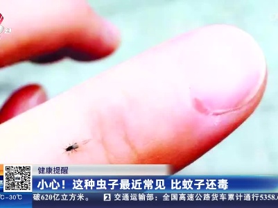 【健康提醒】小心！这种虫子最近常见 比蚊子还毒