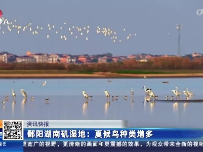 鄱阳湖南矶湿地：夏候鸟种类增多