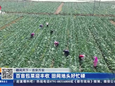 【赣闻天下】吉安万安：百亩包菜迎丰收 田间地头好忙碌