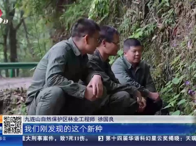 赣州龙南：九连山保护区发现新物种 报春苣苔