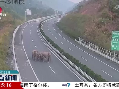 又调皮了！云南野象集体逛高速