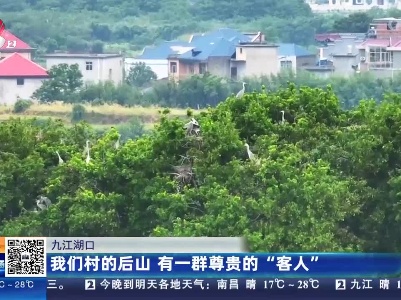 九江湖口：我们村的后山 有一群尊贵的“客人”