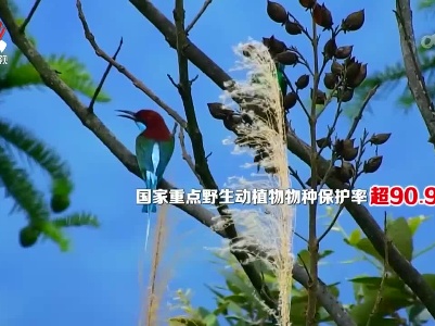 我省国家重点野生动植物物种保护率超90.98%