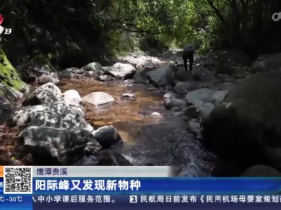 鹰潭贵溪：阳际峰又发现新物种