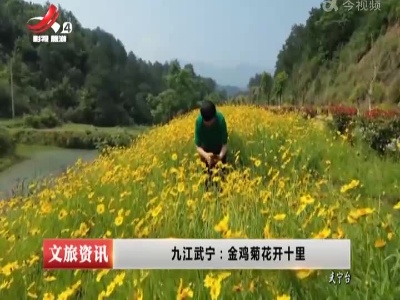 九江武宁：金鸡菊花开十里