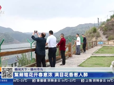 【赣闻天下】赣州寻乌：黧蒴锥花开春意浓 满目花香惹人醉
