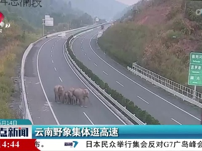 云南野象集体逛高速