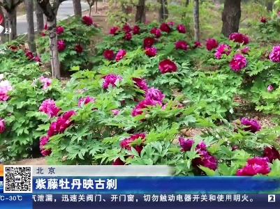 北京：紫藤牡丹映古刹