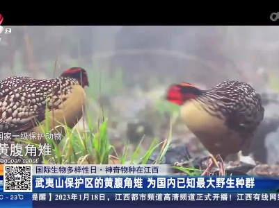 【国际生物多样性日·神奇物种在江西】武夷山保护区的黄腹角雉 为国内已知最大野生种群