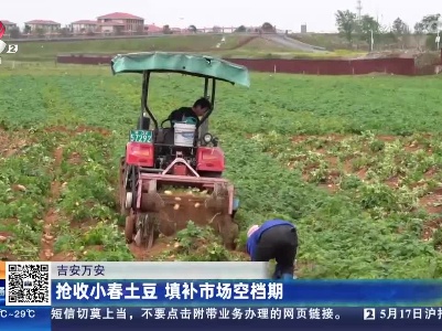 吉安万安：抢收小春土豆 填补市场空档期