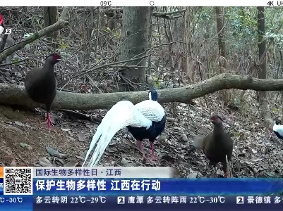 【国际生物多样性日】江西：保护生物多样性 江西在行动