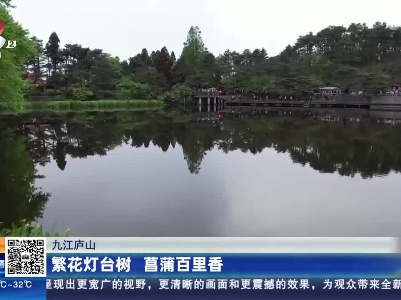 九江庐山：繁华灯台树 菖蒲百里香