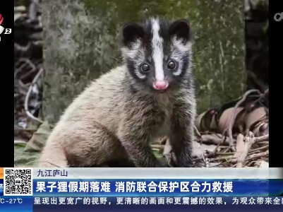 九江庐山：果子狸假期落难 消防联合保护区合力救援