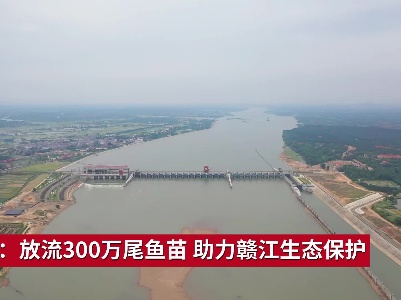 吉安：放流300万尾鱼苗 助力赣江生态保护