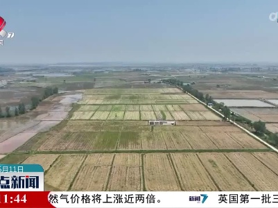 全省油菜收割过七成 绿色高效技术助增收