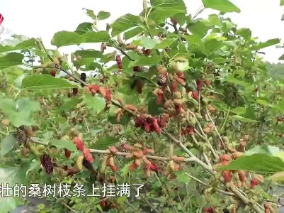 景德镇浮梁：又到桑葚成熟期 游客边采边吃连连夸