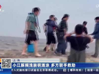 上海：小江豚搁浅崇明滩涂 多方联手救助