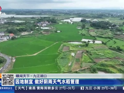 【赣闻天下】九江湖口：因地制宜 做好阴雨天气水稻管理