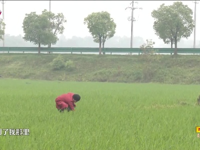 吉水：金融活水润沃土 禾下成就致富梦